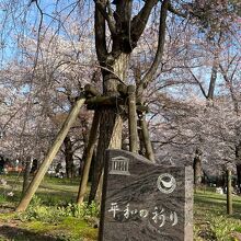 桜の見頃を迎えた大宮公園