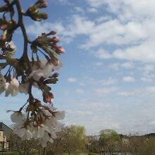 桜越しに大きな池や緑地など広い園内を見渡せます