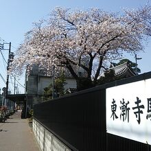 門前の大きな桜の木が綺麗に咲いてました