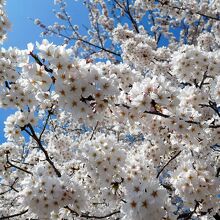 中腹の駐車場入り口にある桜