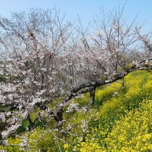 山頂の駐車場は菜の花も咲いています。