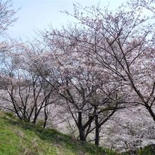 アスレチックがあった広場周辺の桜