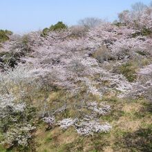 東側の桜も大きくなったみたいです。