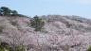 3月の下旬ですが、桜は満開でした。