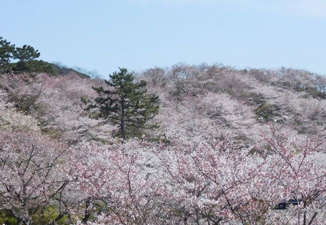 3月の下旬ですが、桜は満開でした。