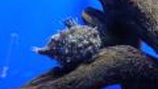 日本最北端の氷海展望塔