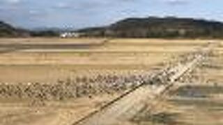 越冬するツルが見られます