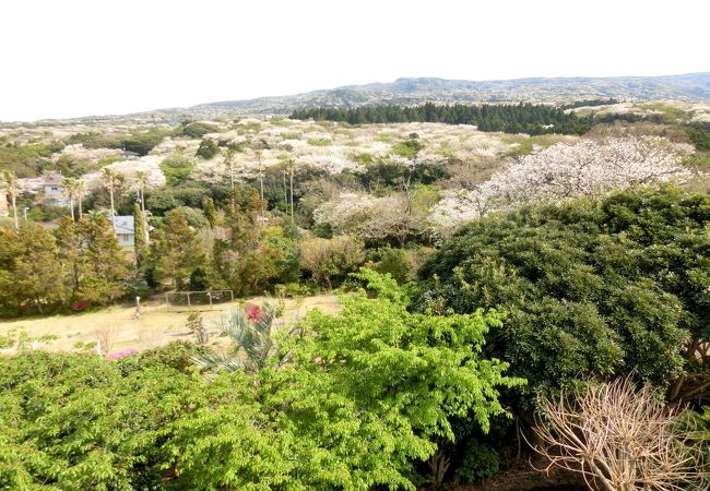 椿花ガーデン クチコミ アクセス 営業時間 伊豆大島 フォートラベル