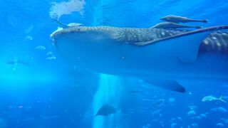 ジンベイザメやマンタに癒されます