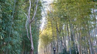 距離は短いですが