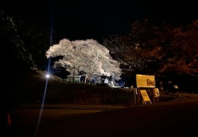 夜桜もなかなか良い