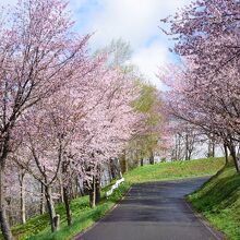旭ケ丘公園の満開の桜