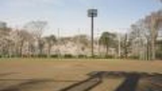 外野フェンスの外に植えられた桜がきれいでした