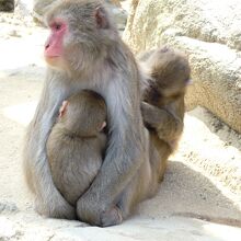 母子ザル