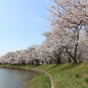 桜並木がすばらしいです