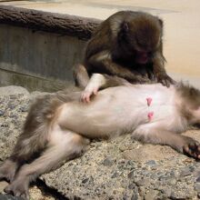 だらしないポーズでの毛繕い