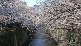 目黒川沿いの桜並木