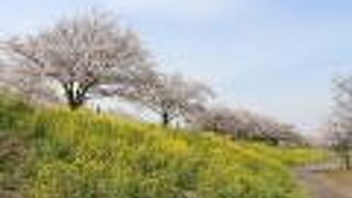 桜と菜の花がきれいでした