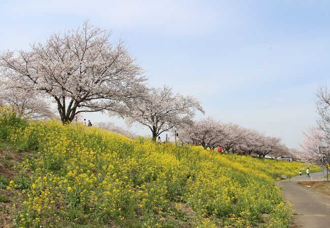 小貝川ふれあい公園 クチコミ アクセス 営業時間 結城 下妻 フォートラベル