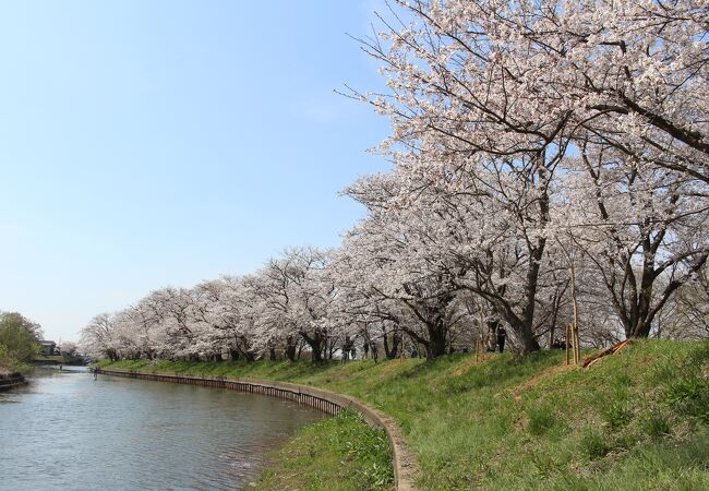 桜並木がすばらしいです