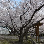 満開の桜花見をしてきました!!