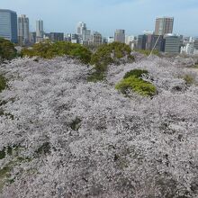 福岡城天守台跡から見る満開の桜