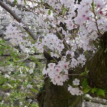 満開の桜の木