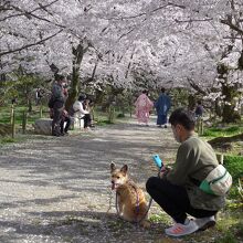 犬の散歩を兼ねての花見客多かったです