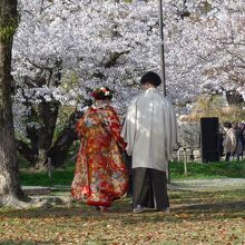 満開の桜の下の着物姿の花見客