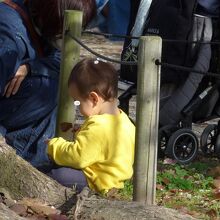 家族連れの花見客　小さなお子さんの頭には桜の花びら