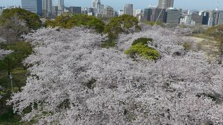 今年の福岡城さくらまつりはライトアップも無くオンライン配信で開催中!!