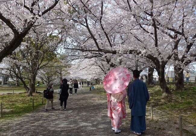 満開の桜通りに着物姿の花見客