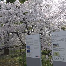 桜満開の中に桜園と本丸御殿の案内板