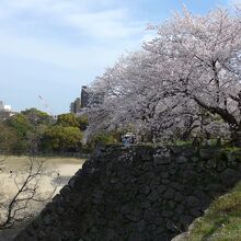 満開の桜と石垣