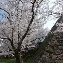天守台の石垣と桜