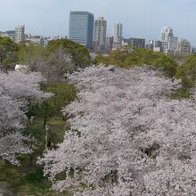 天守台から見た公園内の桜と天神方面の街並み