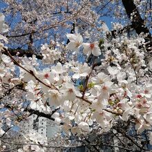 満開の景色