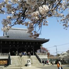 本堂へ続く道沿いに大きな枝振りの桜が何本も並んでます
