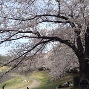桜満開の2021年3月27日午後の状況