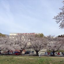 東調整池北側の大宮体育館前は、桜の下に座っている人はいません