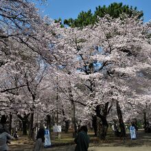 私の拙い写真では伝えきれない山盛りの桜です