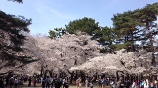 3月27日は桜が満開で「密」でした