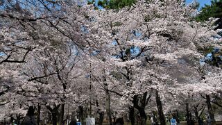 速報！ 大宮公園の桜2021/3/27（土）