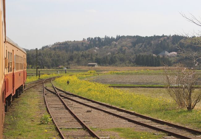 鉄道 小湊 絶景！菜の花畑と桜が楽しめる、ぶらり小湊鉄道の旅