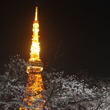 芝公園から見た桜と東京タワーのコラボ