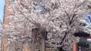 一直線に2kmある日本一長い参道です