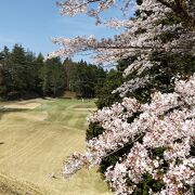 桜咲く中で今季初ゴルフ (ʘᴗʘ✿)