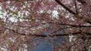 河津桜がきれいです