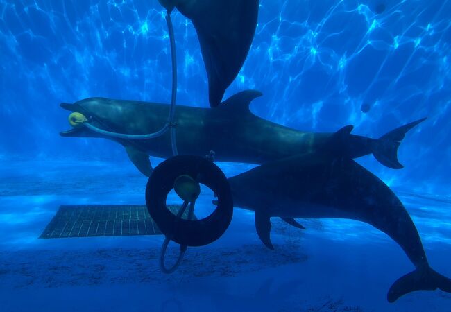 西海国立公園九十九島水族館 海きらら クチコミ アクセス 営業時間 九十九島 田平周辺 フォートラベル 西海国立公園九十九島水族館 海きらら クチコミ アクセス 営業時間 九十九島 田平周辺 フォートラベル