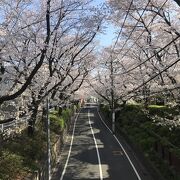 桜満開時は綺麗でした